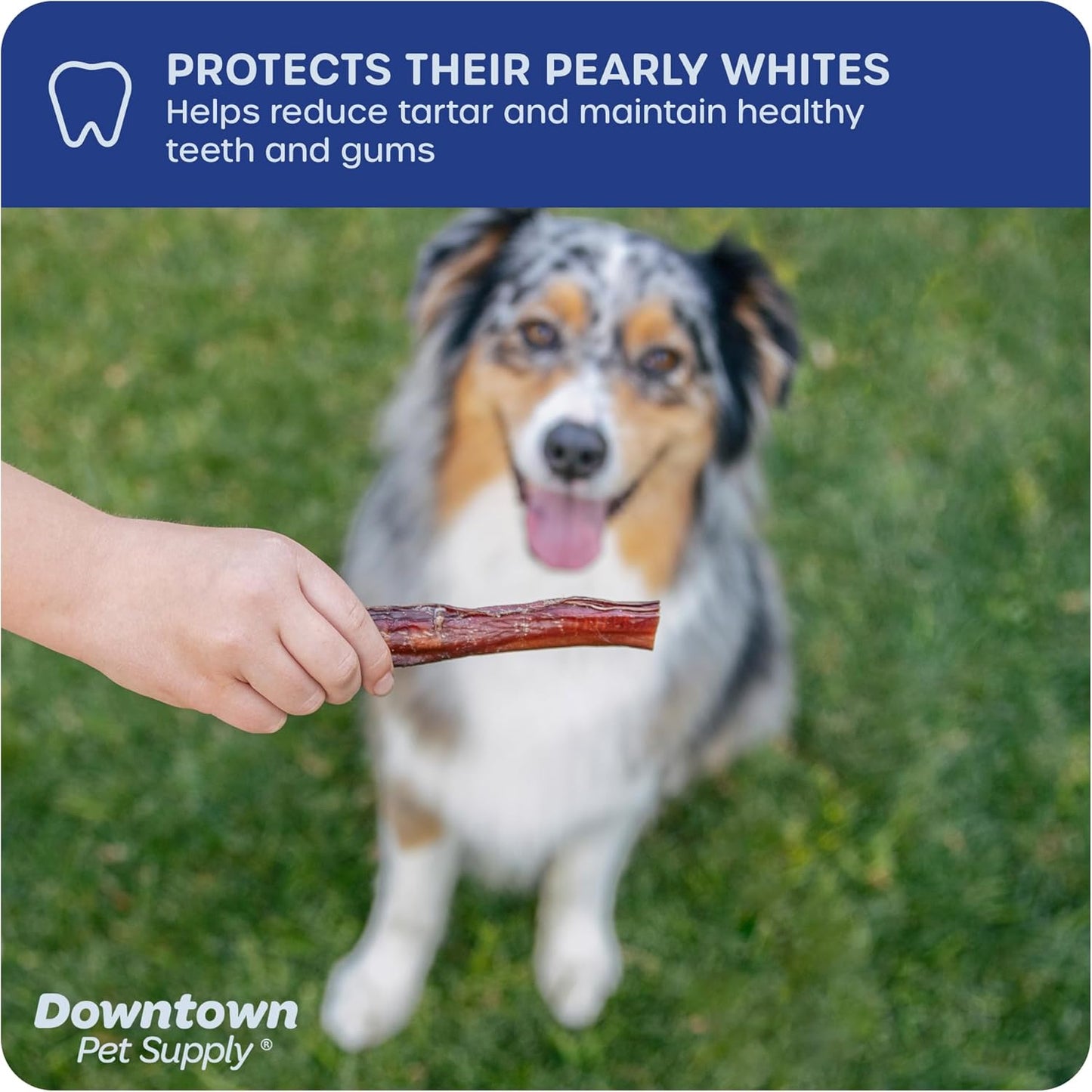 Downtown Pet Supply USA-Made Bully Sticks for Dogs (6", 30-Pack Regular) Rawhide Free Dog Chews Long Lasting Non-Splintering Pizzle Sticks - Low Odor Bully Sticks for Large Dogs